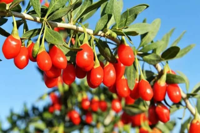 百瑞源仅用17年,从货架底层做到行业顶端,从荒漠走向全球! 百瑞源仅用17年,从货架底层做到行业顶端,从荒漠走向全球!